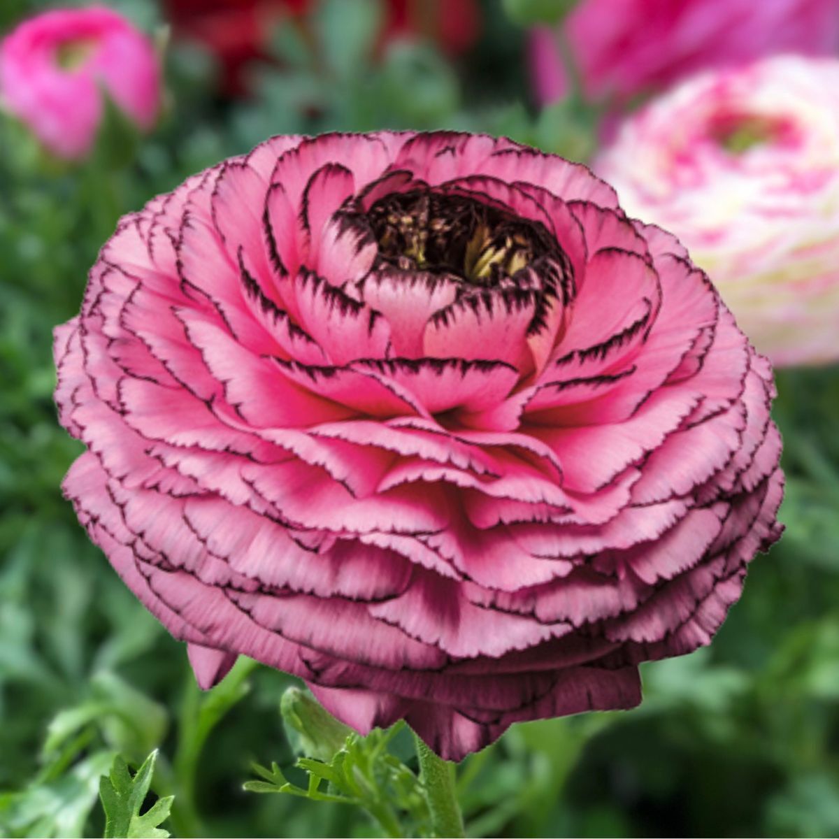 Ranunculus Elegance Rosa Striato Seeds