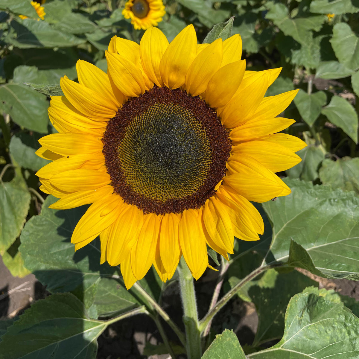 Sunflower Galaxy F1 Seeds