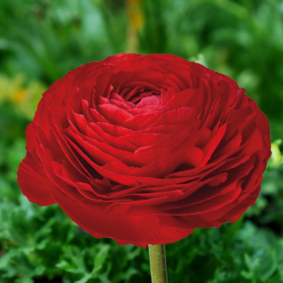 Ranunculus Elegance Rosso Seeds