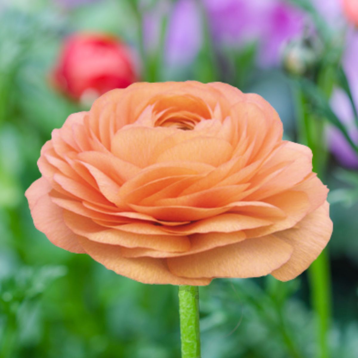 Ranunculus Elegance Salmone Seeds