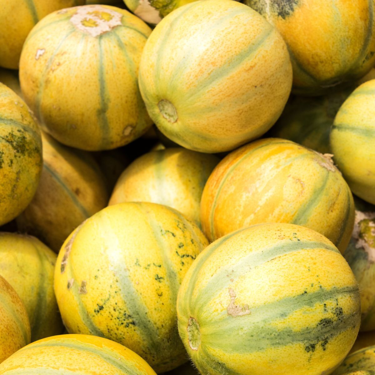 Ha'Ogen Rockmelon Seeds