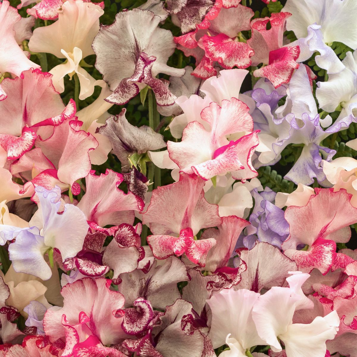 Sweet Pea Ripple Mixed Seeds