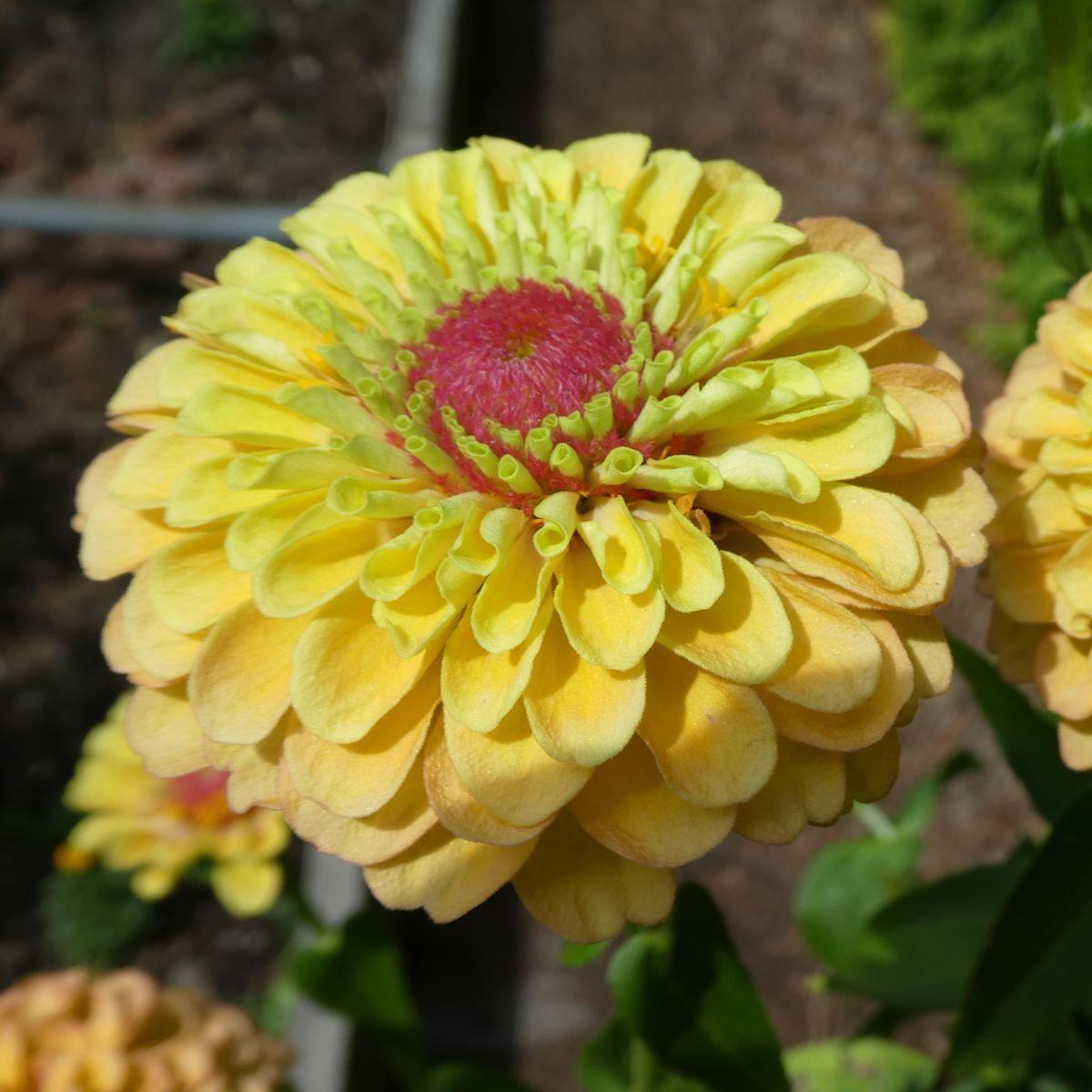 Zinnia Queeny Lemon Peach Seeds