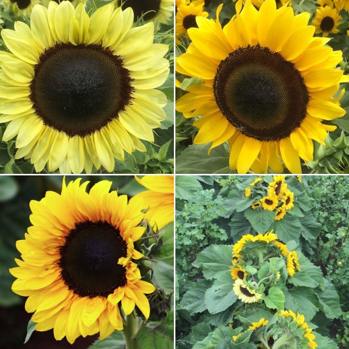 Sunflower Dwarf Oranges and Lemons F1 Seeds