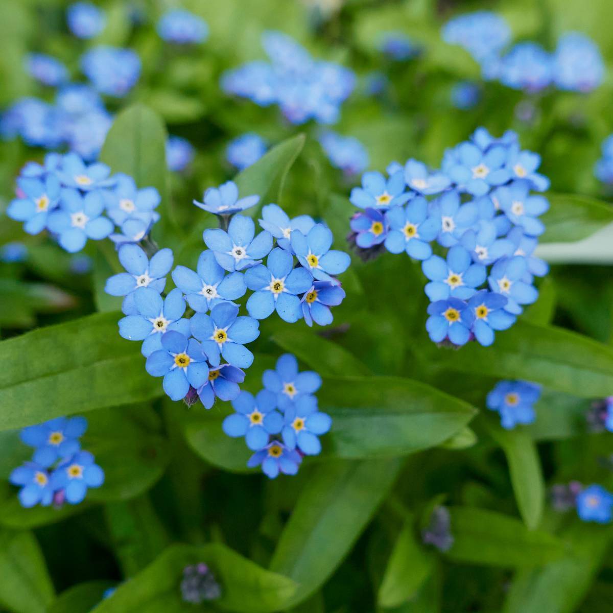 Forget Me Not Indigo Blue Seeds