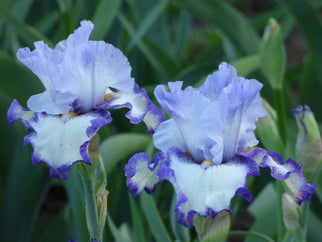 I Am Tall Bearded Iris