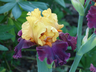 Idol Tall Bearded Iris Seeds