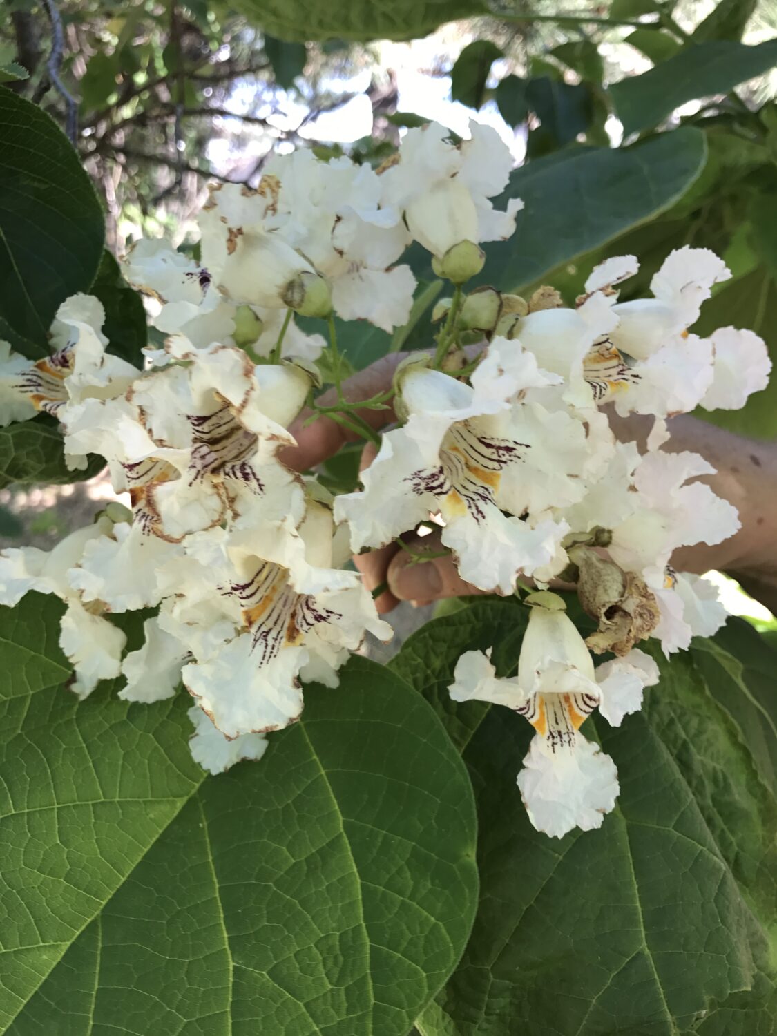 Northern Catalpa Trees