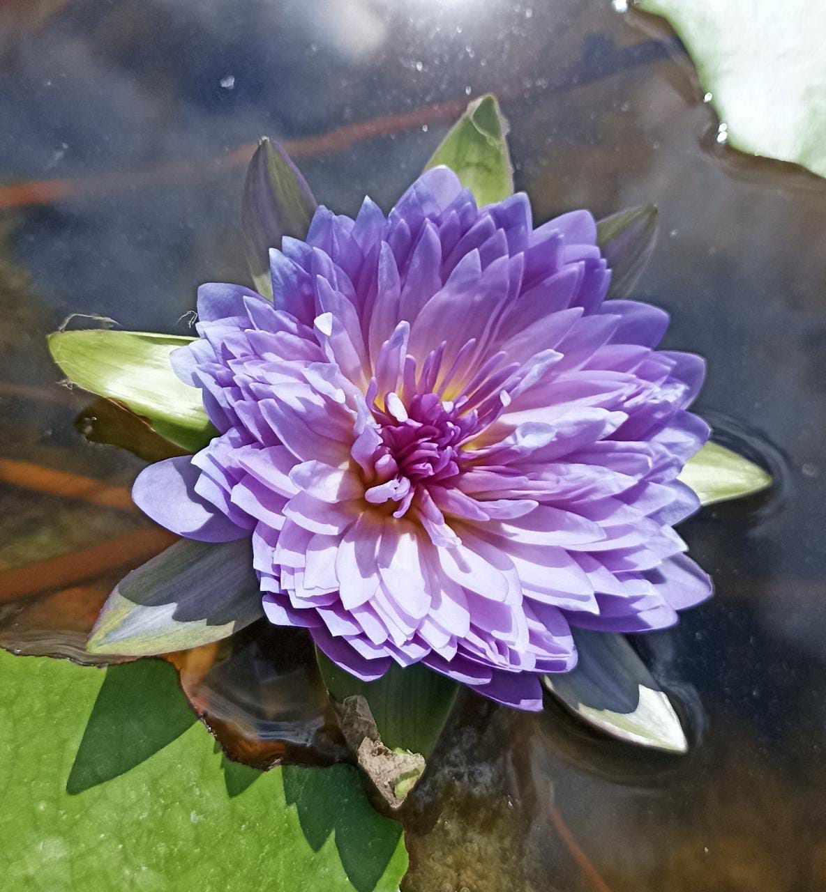 Nymphaea Udumbaramee