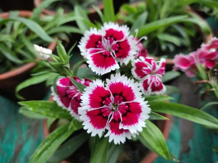 Carnation Dianthus Caryophyllus Flowering Seeds For Planting