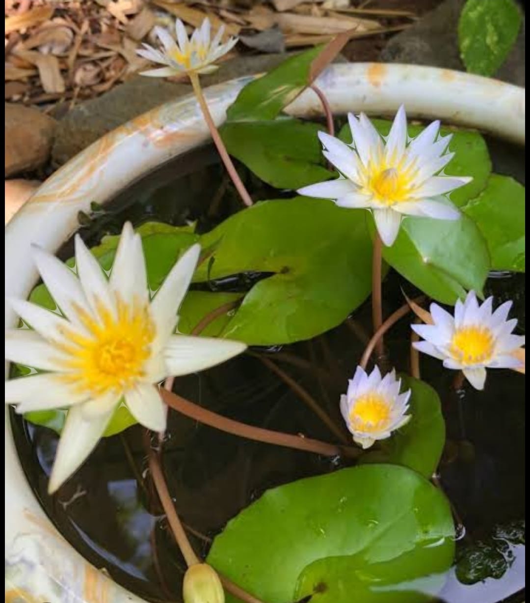 Nymphaea Dauben (Tropical Water Lily)