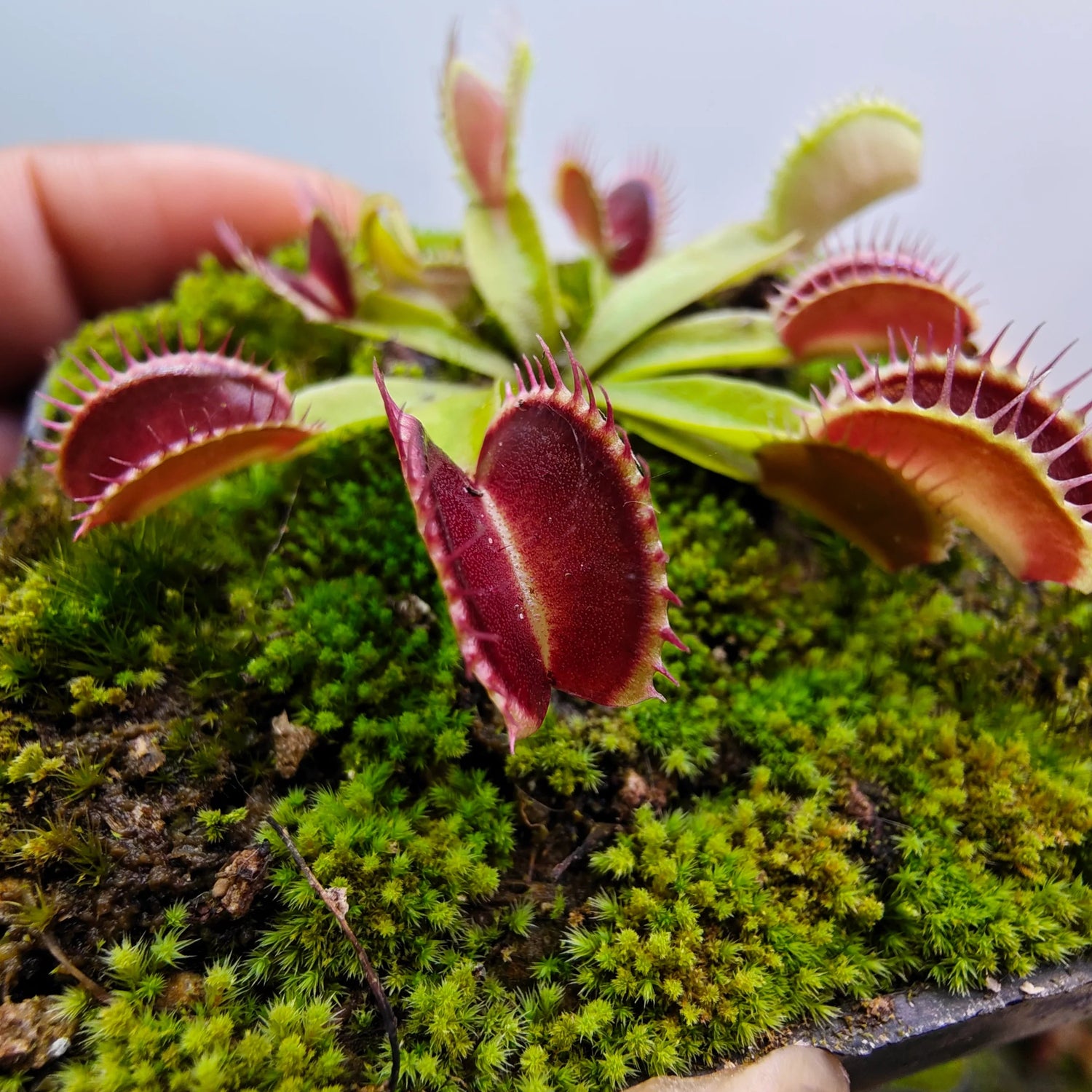 Green with Red Venus Flytrap – Live Carnivorous Plant | Exotic Insect-Eating Houseplant