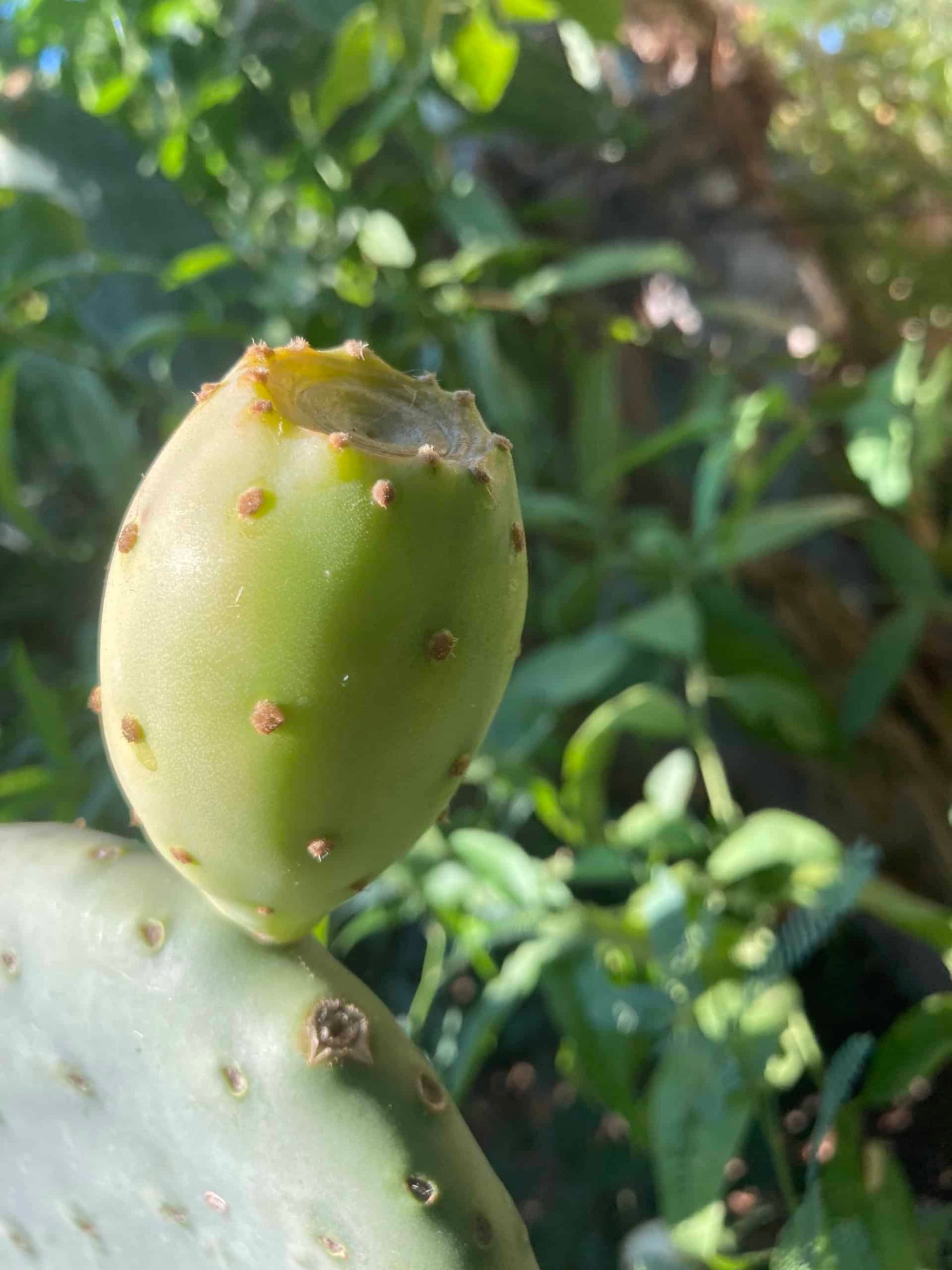 Cactus Pear Seeds (Opuntia ficus-indica)