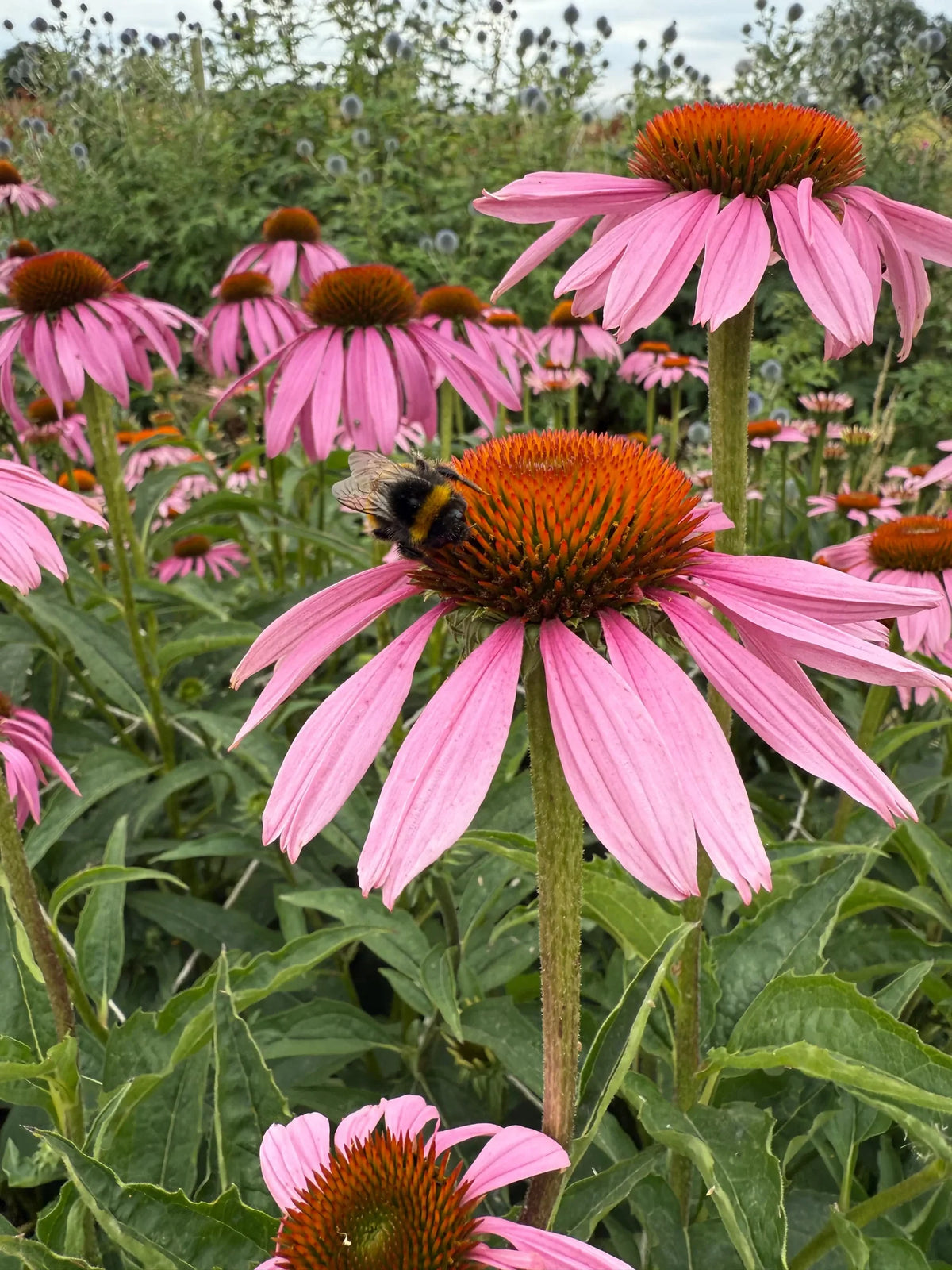 Coneflower Echinacea purpurea Purple Flowering Seeds For Planting in pollinator-friendly home gardens