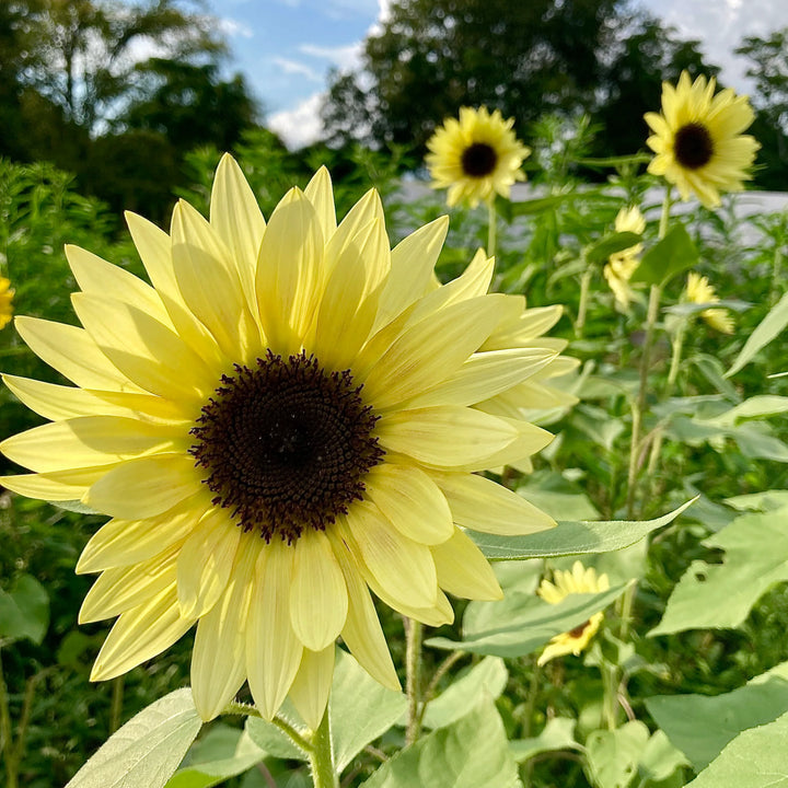 Sunflower Buttercream Flower Seeds – Heirloom, Non-GMO Flower Seeds for Planting