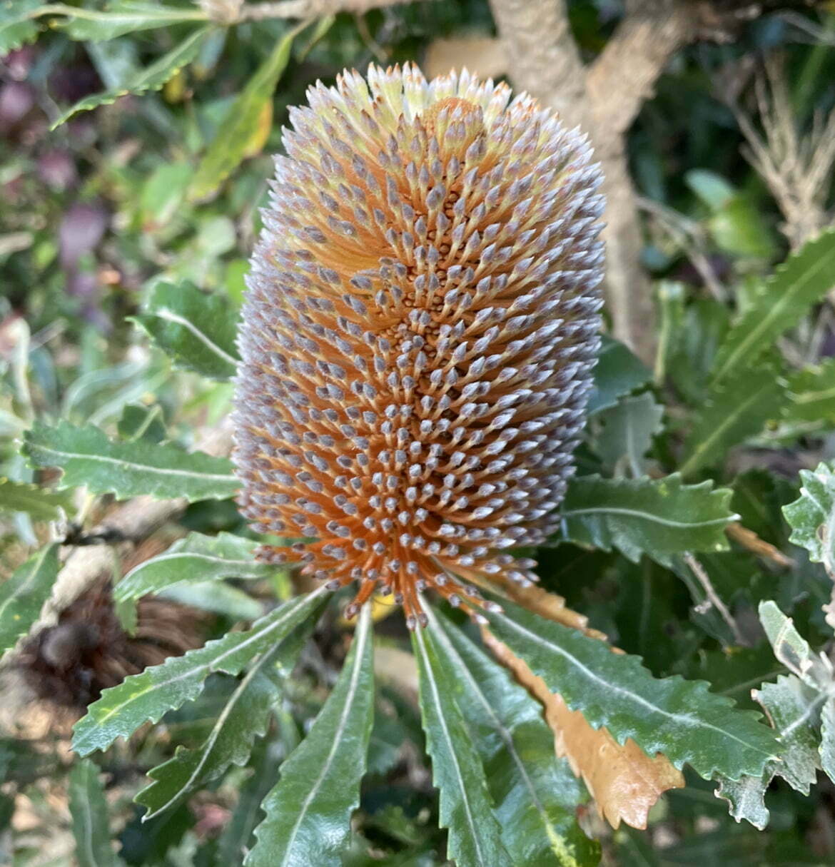 Banksia Plant Seeds, Heirloom, Non-GMO Seeds for Planting - Plant for planting in home garden