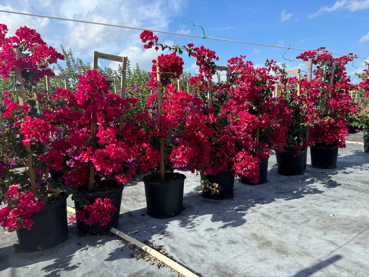 heirloom-bougainvillea-vine-seeds-for-planting

