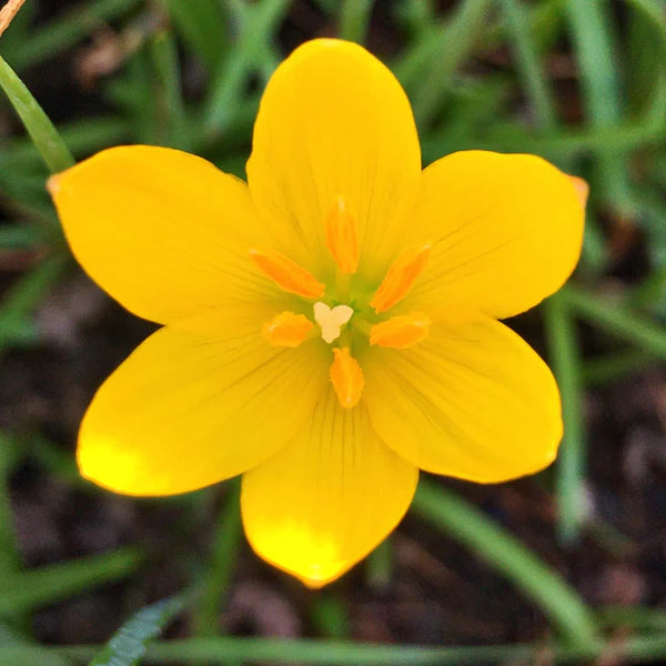 Heirloom Balsamine Yellow Flower Seeds – Non-GMO Bright Annual Blooms for Garden Planting