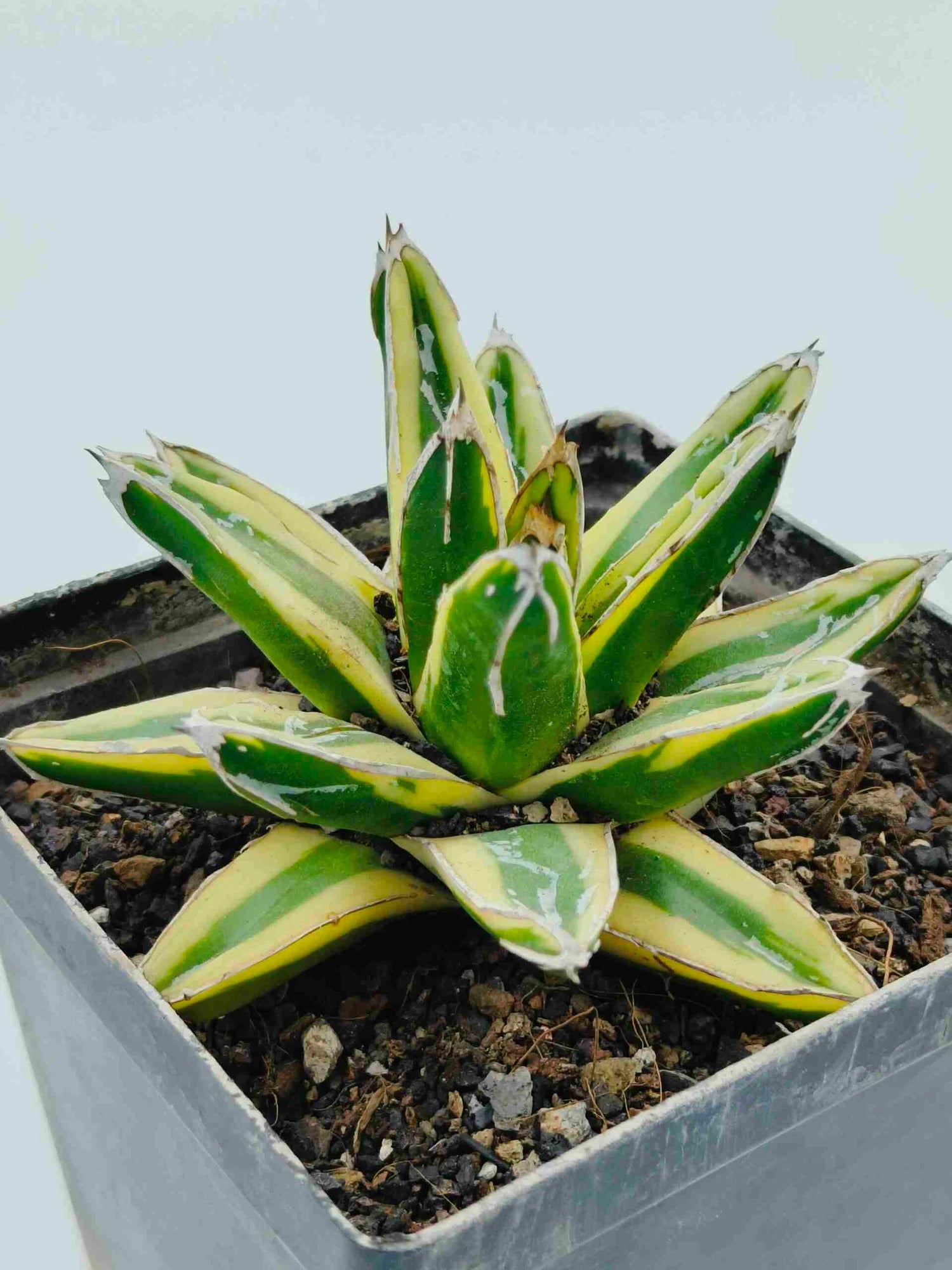 Green Agave Victoria Regina Planting Seeds for Garden NON GMO Seeds