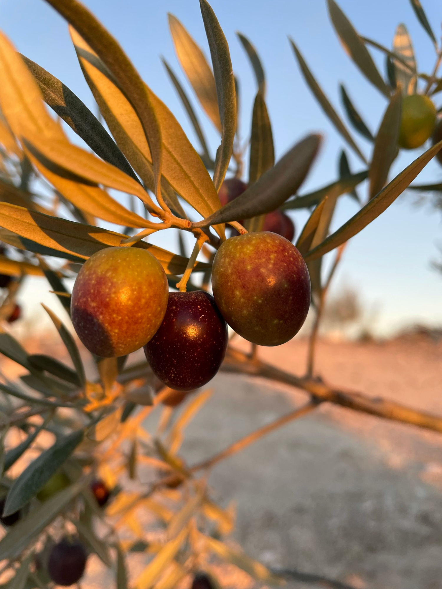 Picual Olive (Olea europaea) – Premium Spanish Olive for Rich Flavor and Oil