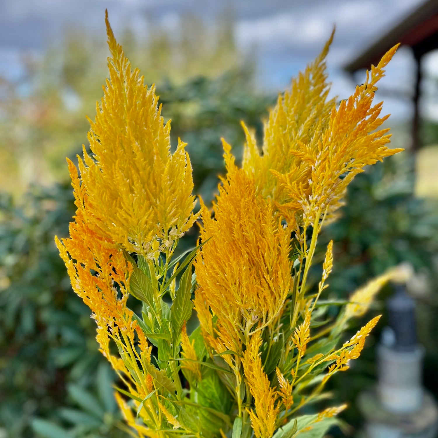 Celosia Seeds - Golden Plume