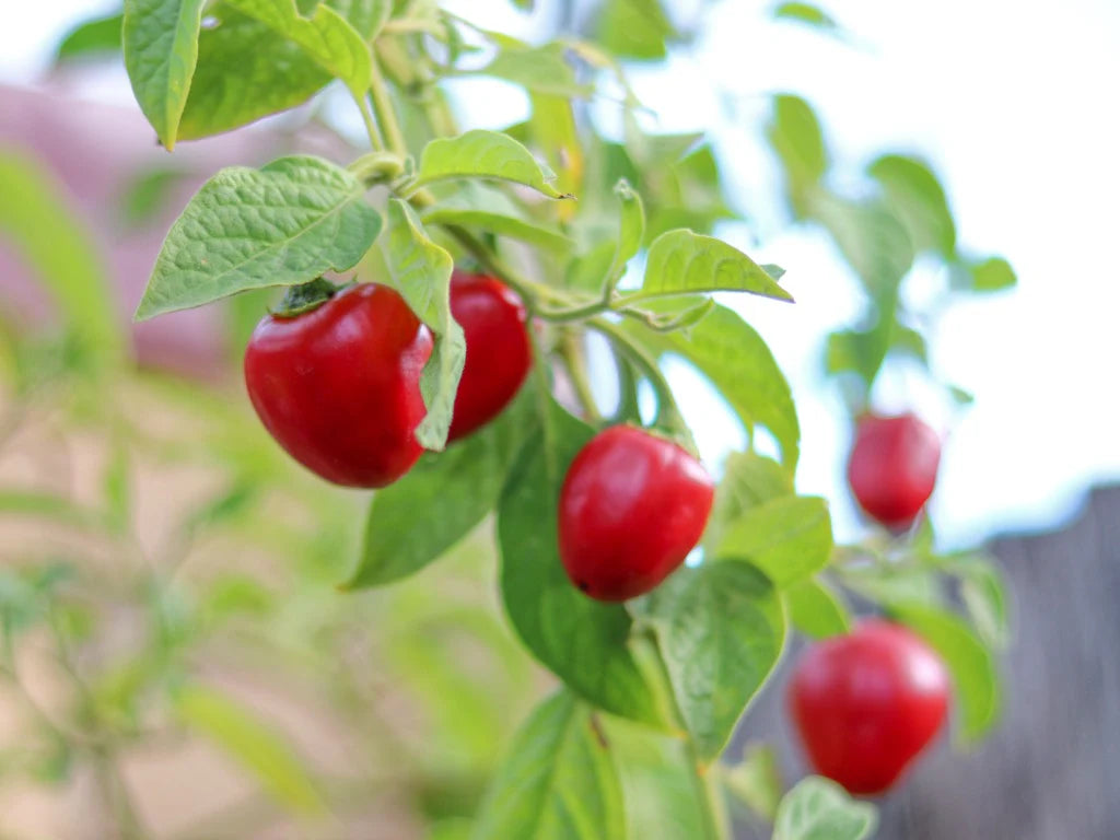 Rocoto Manzano Vegetable Seeds for Planting, heirloom & Non-GMO Seeds