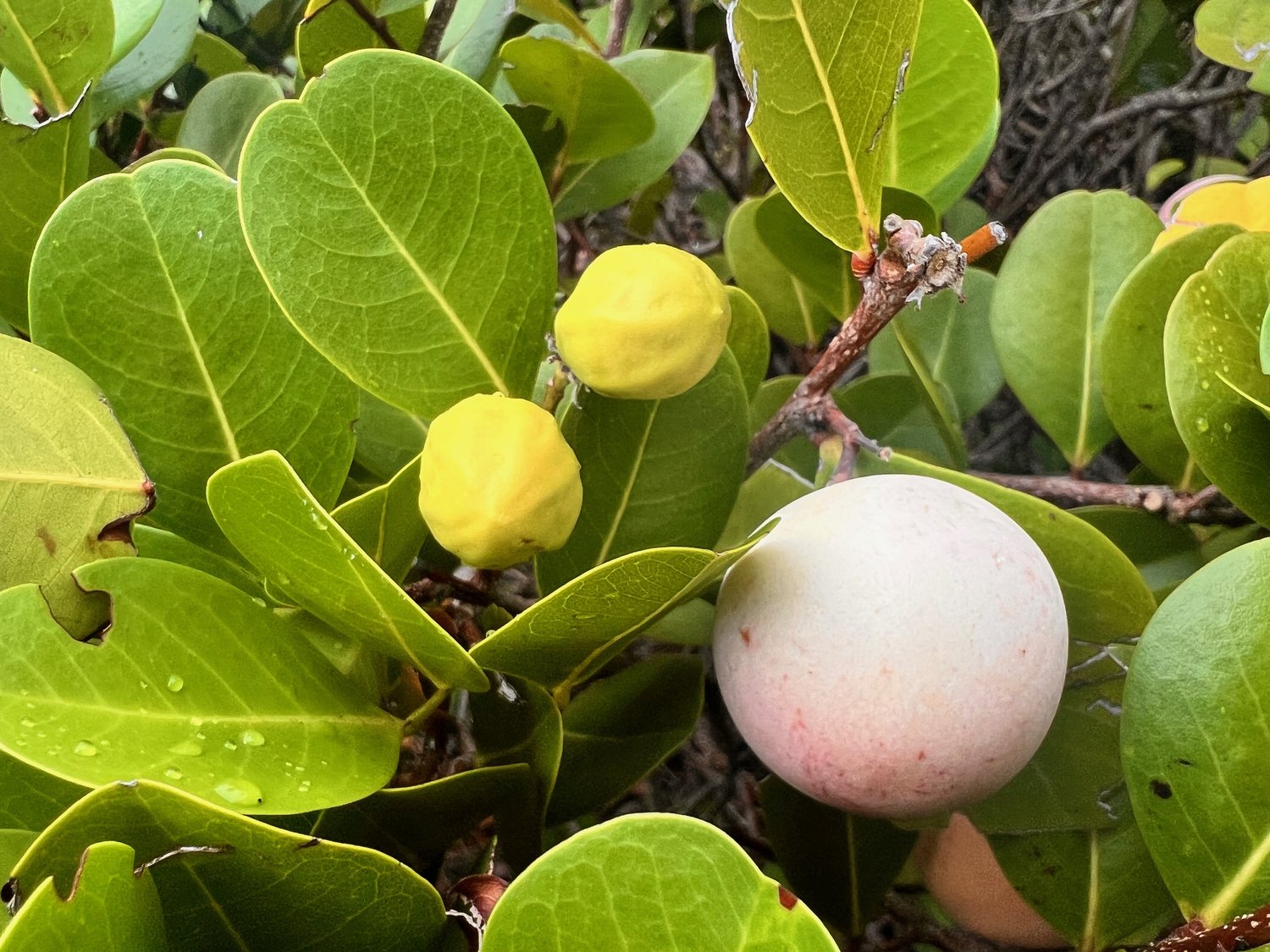 Coco Plum (Chrysobalanus icaco)