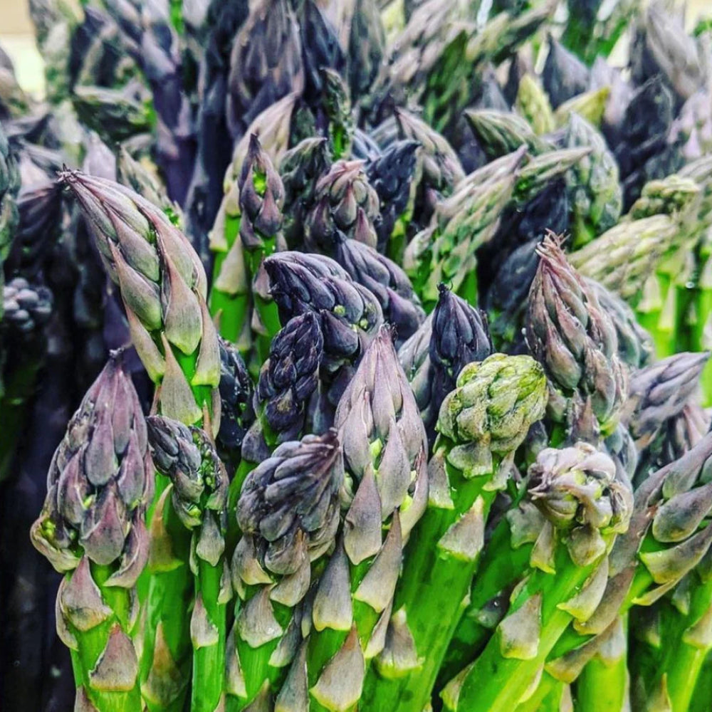 Jersey Knight Hybrid Asparagus Seeds | Thick Sweet Green Asparagus Spears – Heirloom, Non-GMO, High Germination Organic Garden Seeds