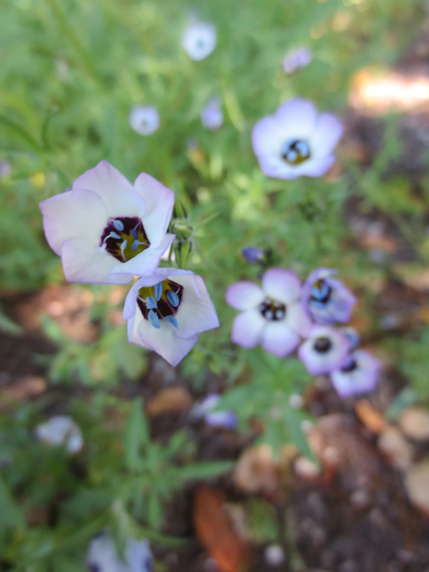 Bird's Eyes Felicitas Gilia tricolor