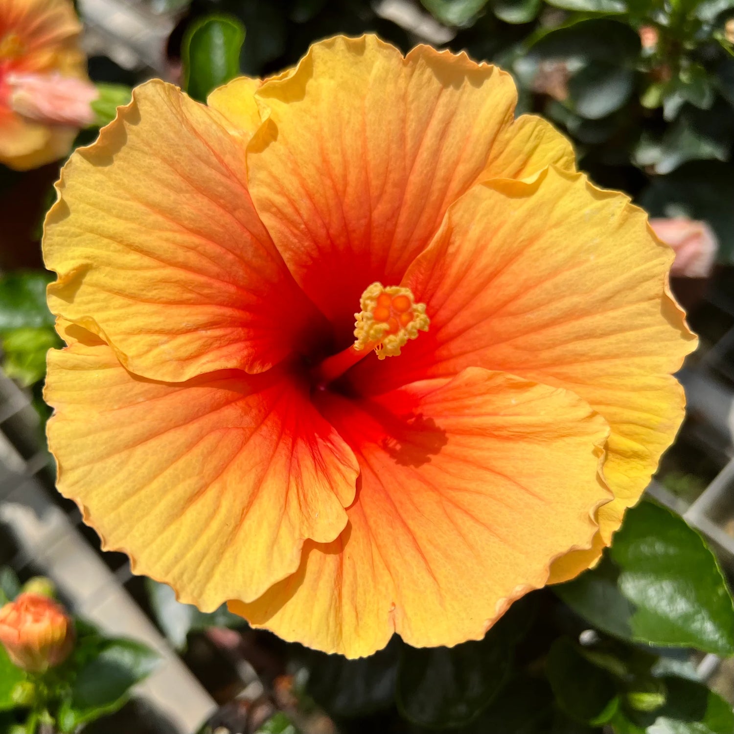 Red Orange Purple Hibiscus Flower Seeds Giant Exotic Variety for Vibrant Flower Beds