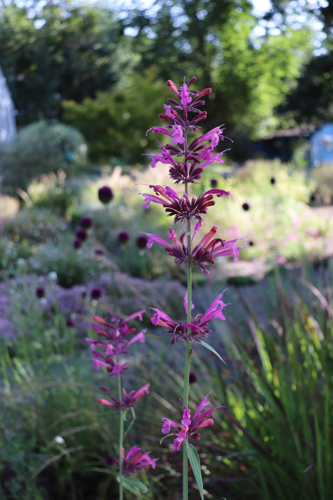 Agastache Licorice Candy