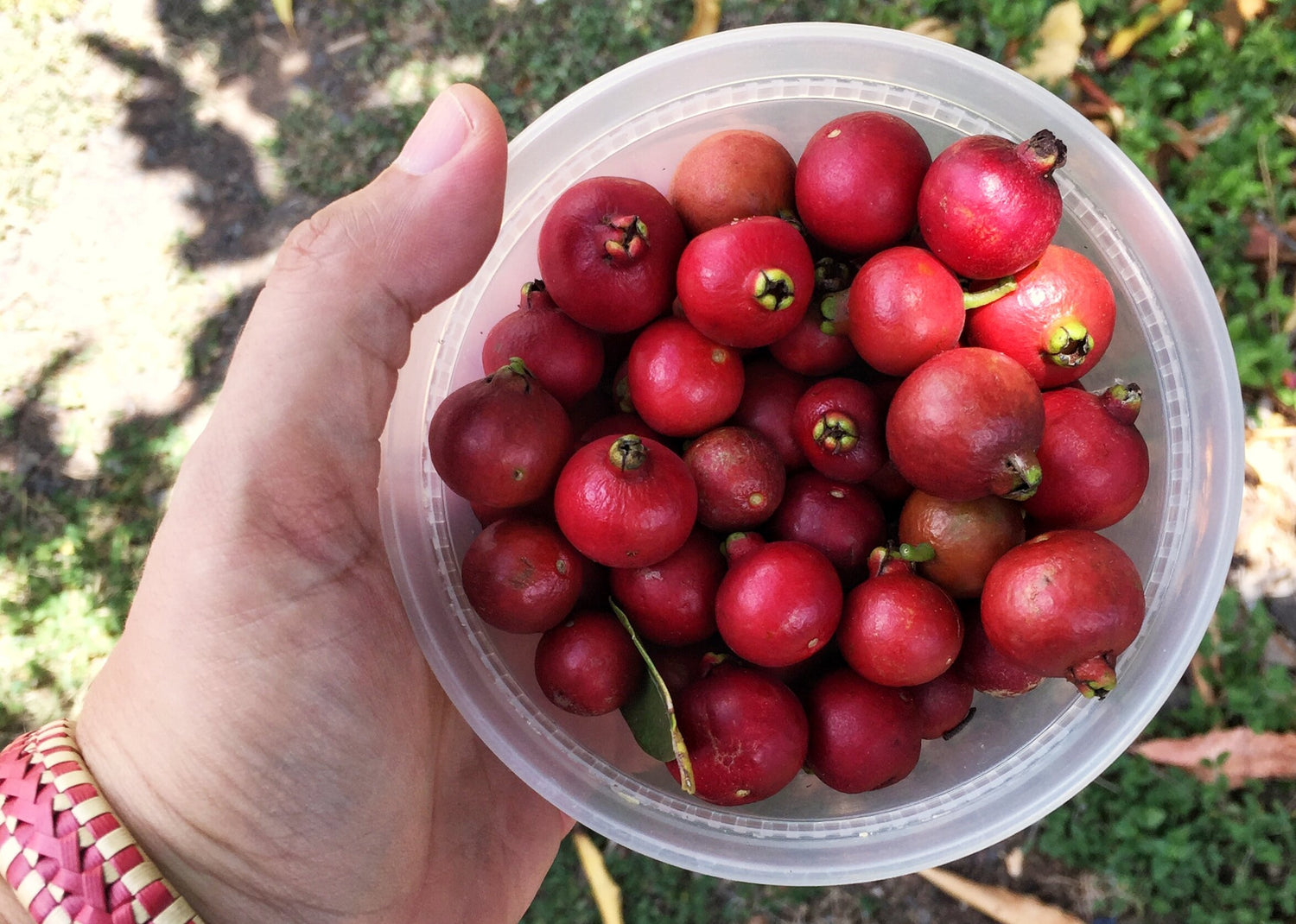 Strawberry Guava – Sweet, Tropical Delight