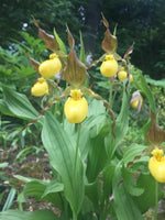 organic-yellow-ladys-slipper-orchid-seeds-for-garden

