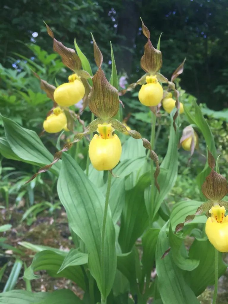 organic-yellow-ladys-slipper-orchid-seeds-for-garden

