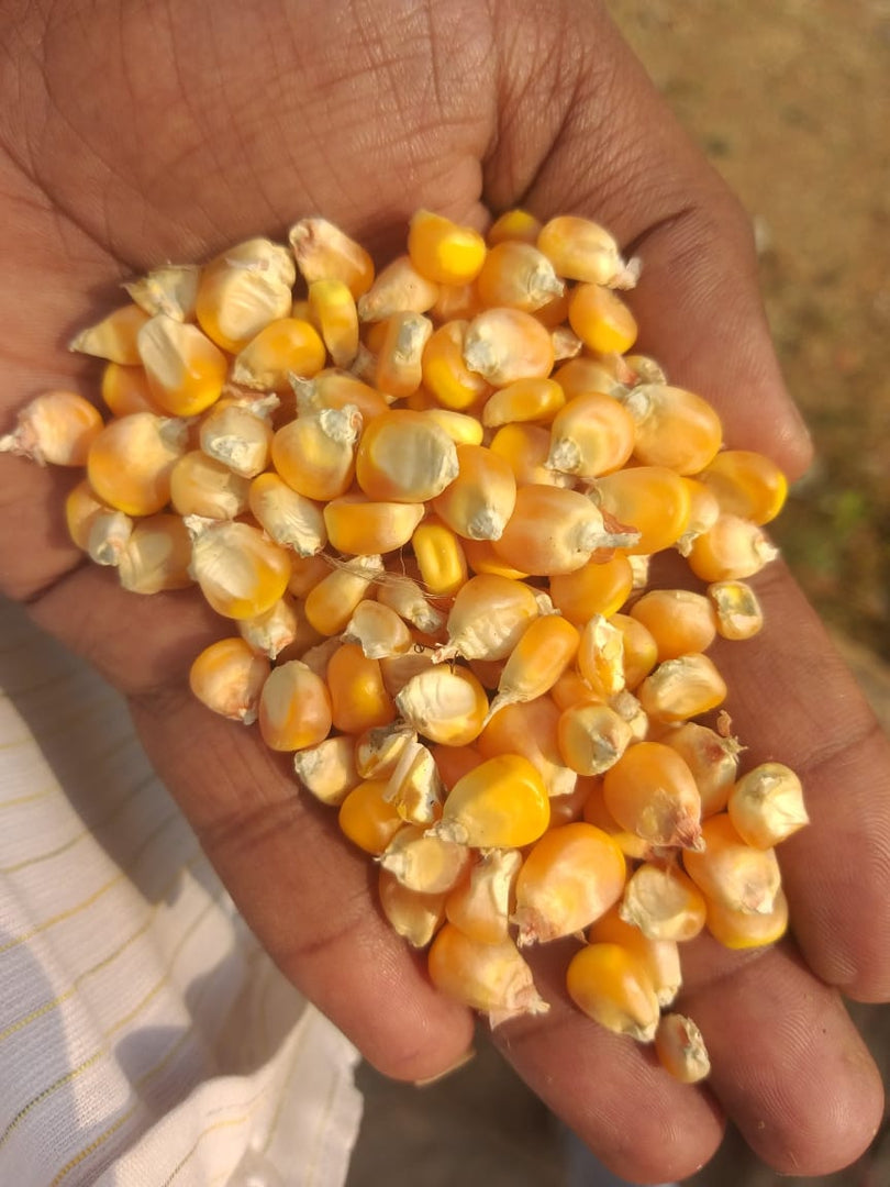 Sweet Yellow Corn Seeds