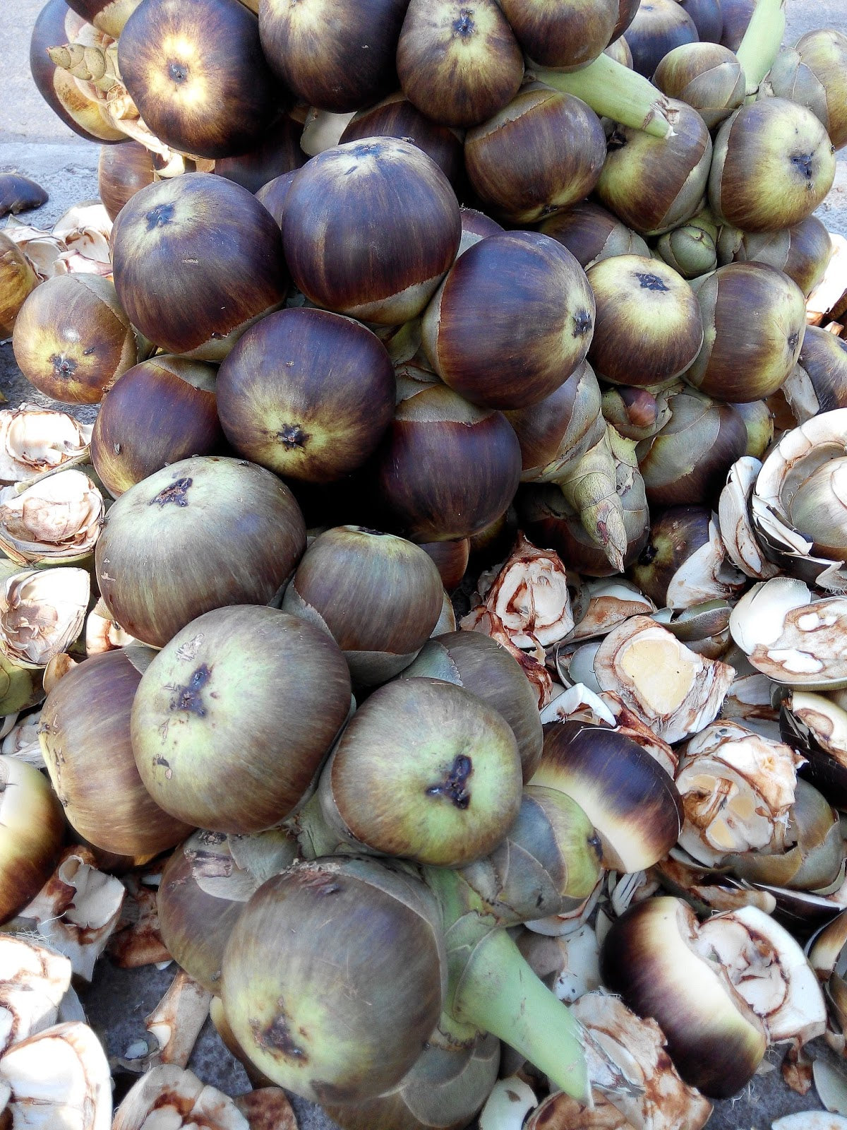 Ice Apple (Borassus flabellifer)