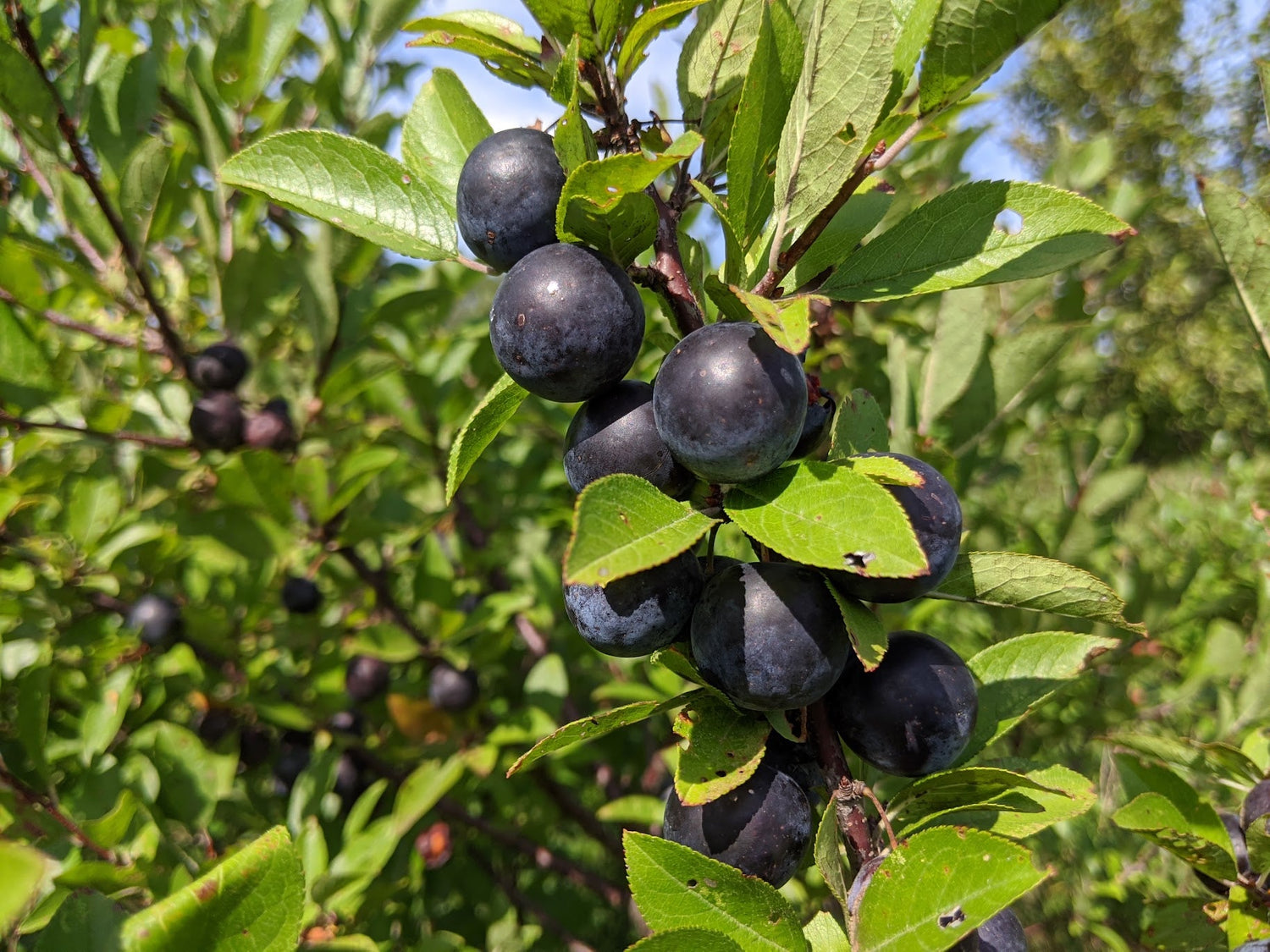 Beach Plum Seeds (Prunus maritima)