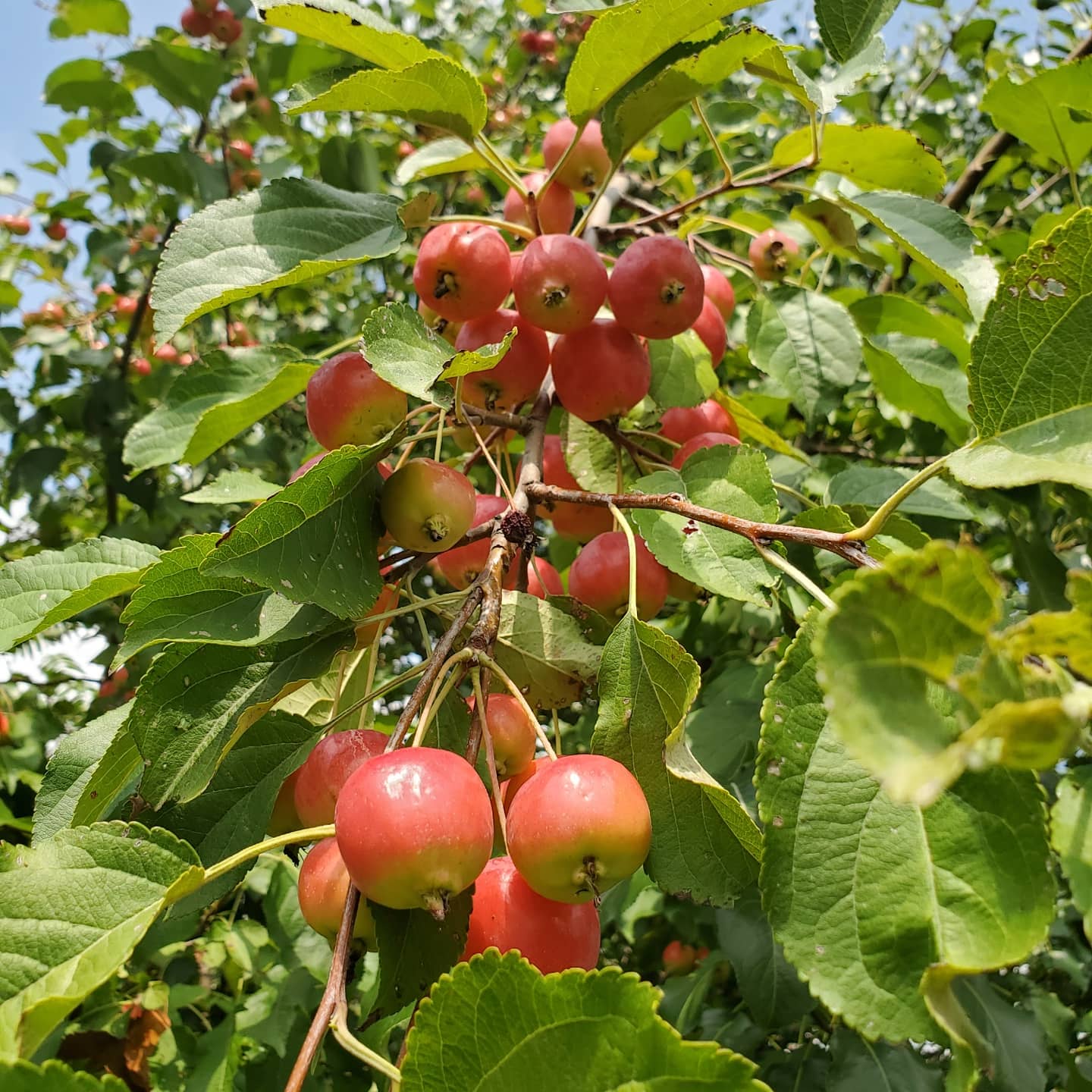 Crab Apple (Malus pumila)