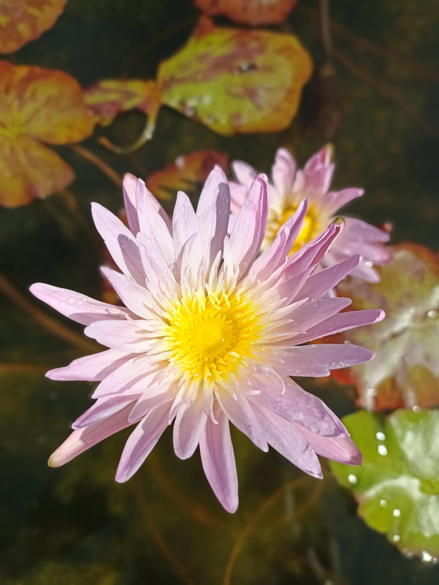 Nymphaea Ostara(Tropical Water Lily)