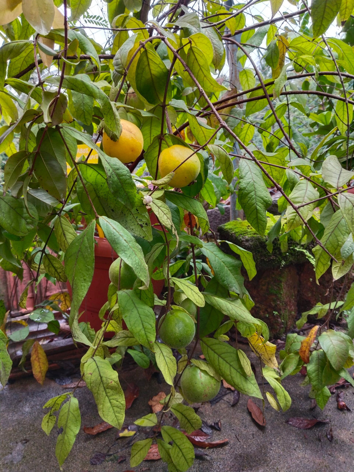 Araza Seeds (Mauritia flexuosa)