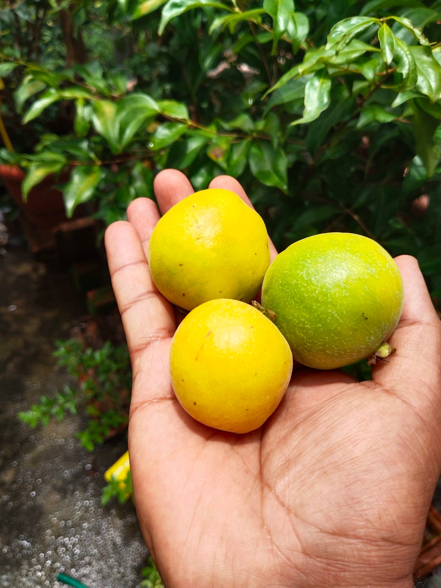 Araza Seeds (Mauritia flexuosa)