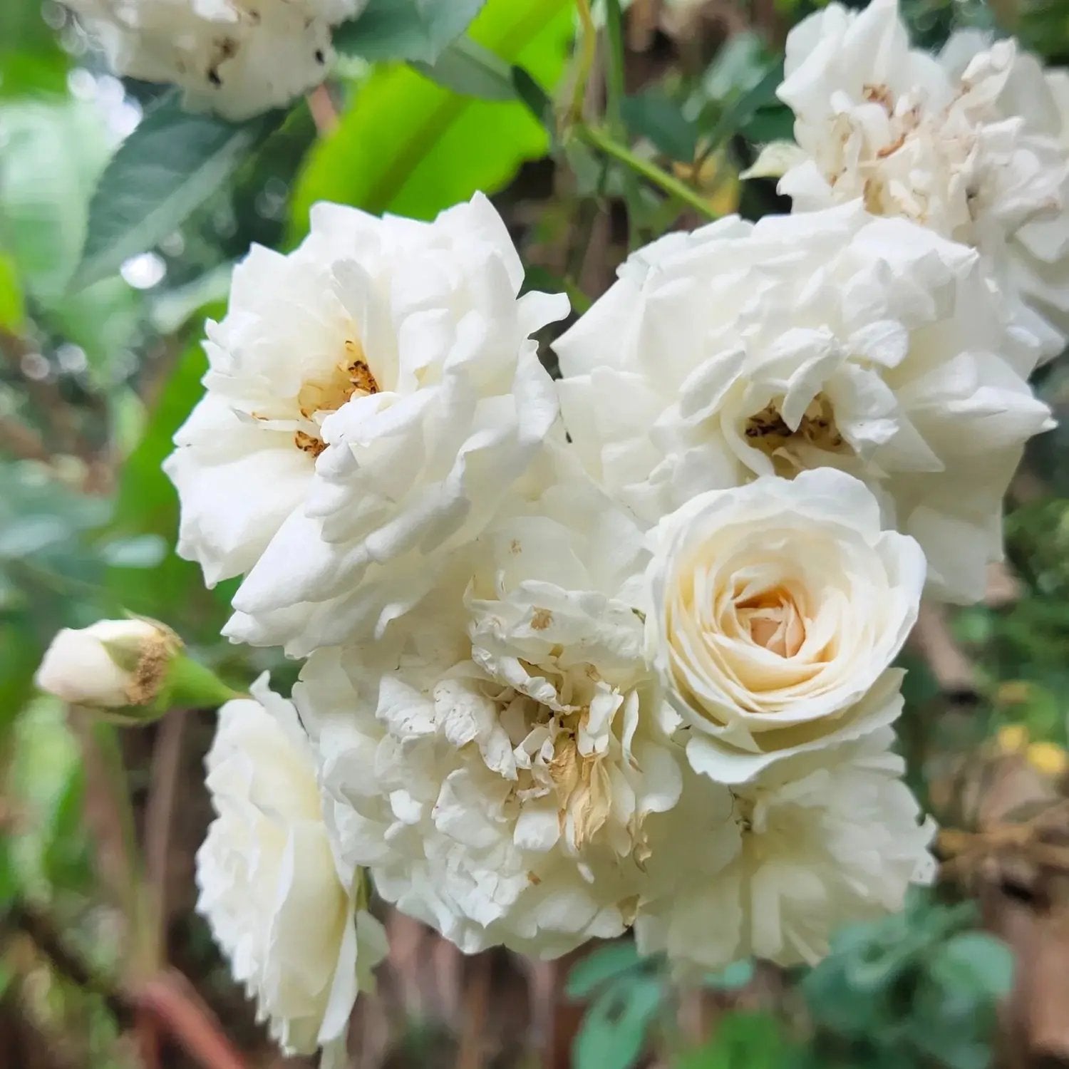 White Climbing Rose Plant Seeds for Garden Heirloom Non-GMO Seeds for Planting and Growing for planting in home garden