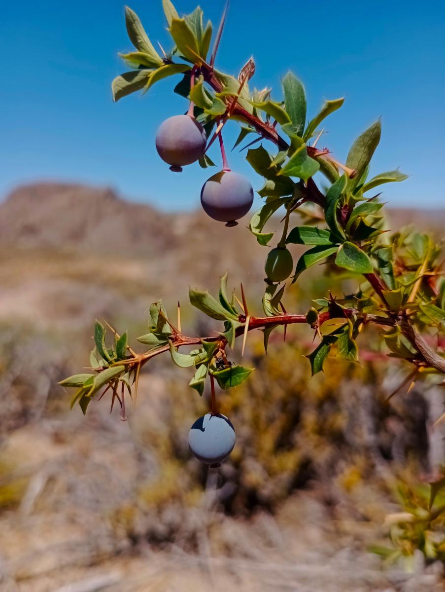 Magellan Barberry (Berberis microphylla)