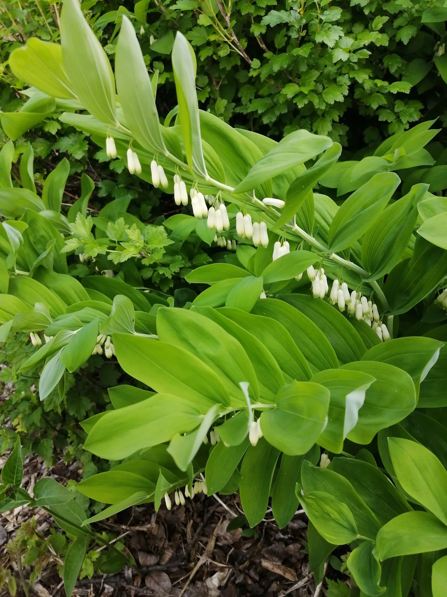 Green Polygonatum (Solomon’s Seal) Plant Seeds for Planting-Garden Elegance – Fresh Herb for Your Garden