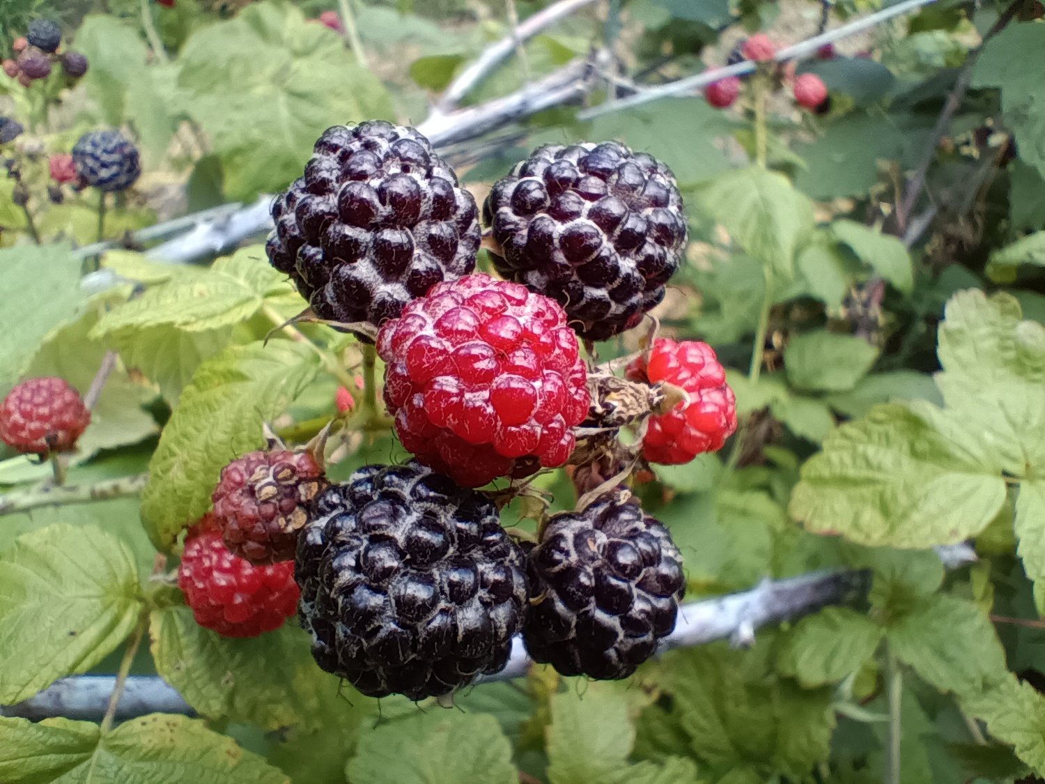 Jewel Black Raspberry Plants