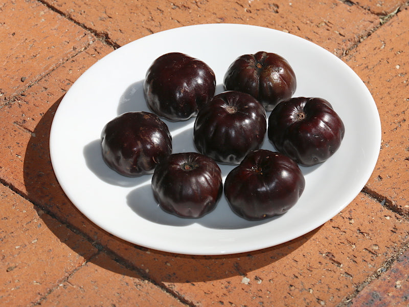 Burdekin Plum Seeds (Pleiogynium timorense)