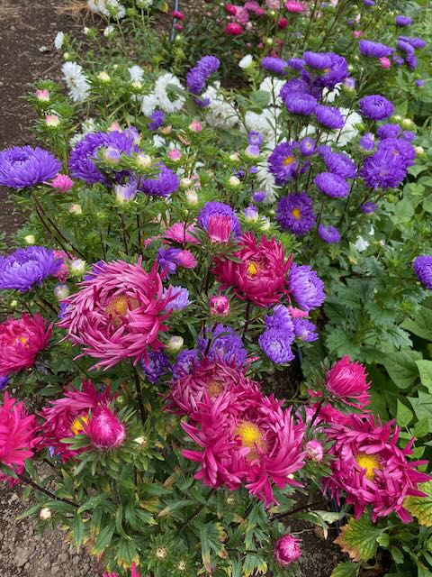 Aster Seeds (Peony Duchess) - Mix