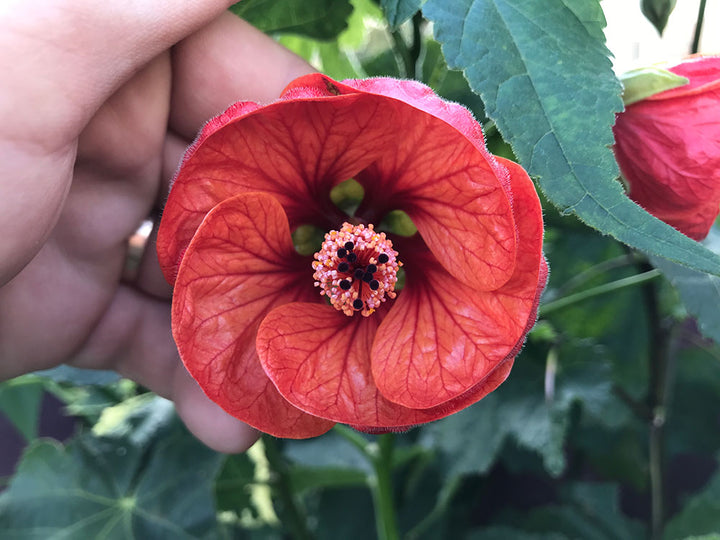 Yellow Red Abutilon Flower Seeds for Planting - 100 pcs