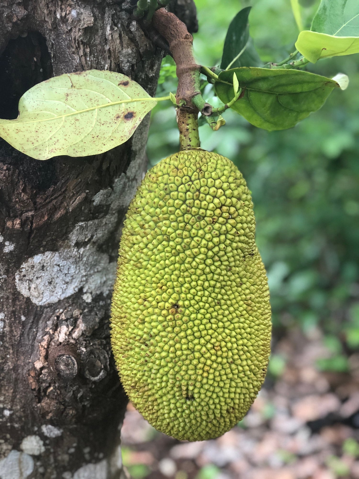 Yaca (Artocarpus heterophyllus / Common Name: Jackfruit)