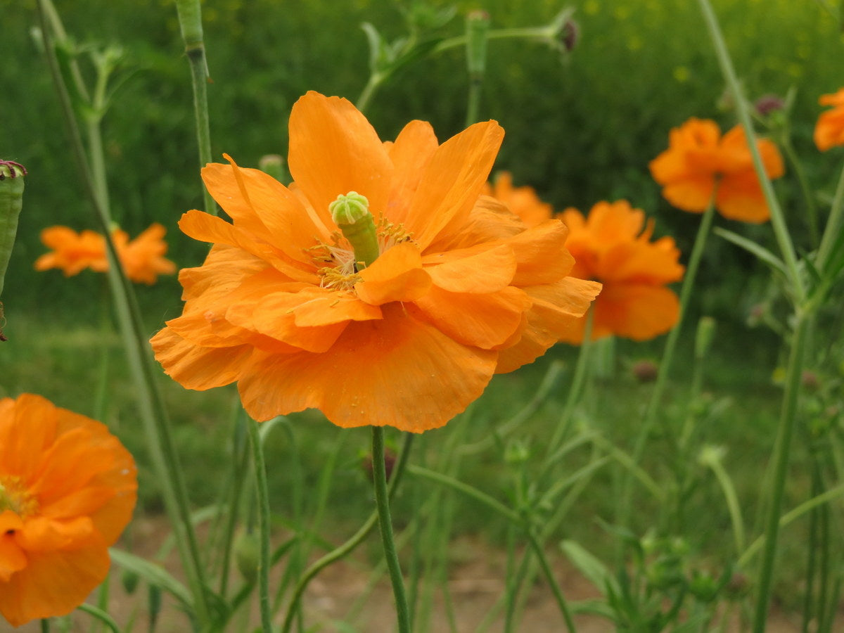 Poppy Seeds - Moroccan Orange